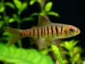 アンゴラ・バルブの基本情報！ 性格や飼育方法は？