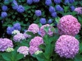 【紫陽花の豆知識】梅雨を彩るあじさいの種類・名所・おまじない雑学