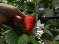 マザー牧場の大粒いちご狩り体験