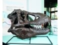 恐竜時代に思いを馳せて「恐竜化石発掘体験」