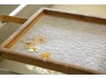 紙の王様の越前和紙の魅力に迫る「和紙づくり体験」
