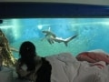水槽の上で眠る！オールナイト水族館で良い夢を