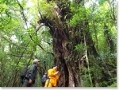 屋久島の美しい森や荘厳な林をのんびり歩く
