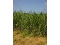 沖縄ならではの変わった体験「さとうきび刈り」