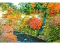 日本一遅い紅葉スポット！養老渓谷で紅葉ドライブ