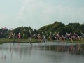 子供も大人も満足！小見川の田園風景とトトロの大木