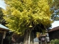 樹高約30mのキラキラ輝く「時瀬の大イチョウ」