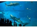 ジンベエザメが迫力満点の「沖縄美ら海水族館」
