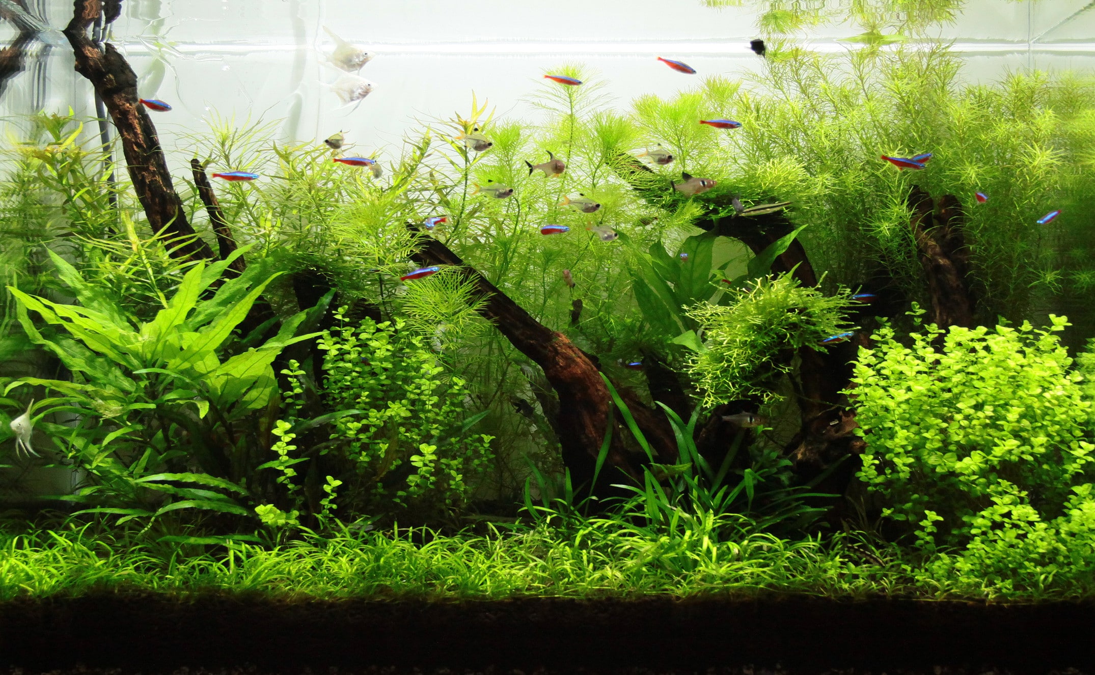熱帯魚飼育での水合わせ！やり方と時間の目安 [熱帯魚] All About