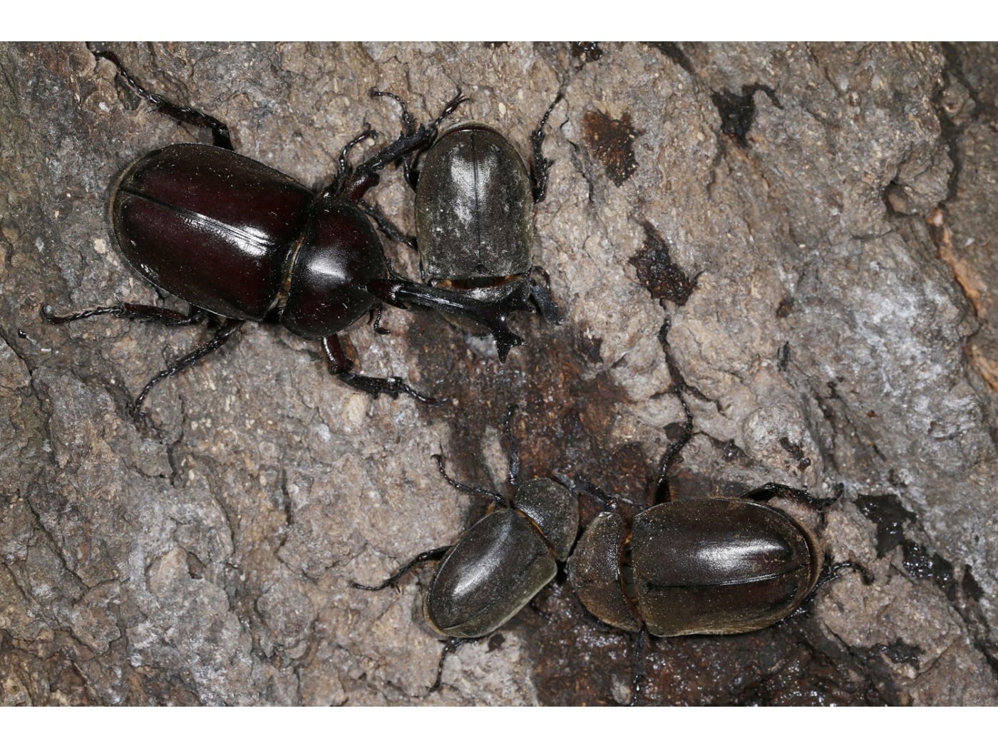 カブトムシの捕まえ方・取り方のコツ！活動時間帯やベストな採集時期