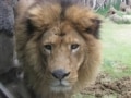 実物大の大迫力！「日本平動物園」の猛獣館
