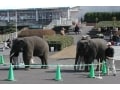 ゾウやキリンと触れ合える『フェニックス自然動物園』