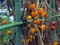 やってみたい！田舎の庭で美味しい野菜づくり
