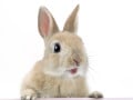 うさぎがキャリーに入らない？そんな時に試したい対策