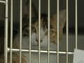 猫を預けるペットホテルの選び方