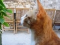 猫と車でお出かけ！ドライブや車移動するときのコツと注意点