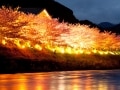夜桜ライトアップと花火大会　河津・熱海・小田原の旅