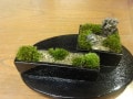 苔盆栽の作り方……盆栽初心者にも人気でおすすめ！