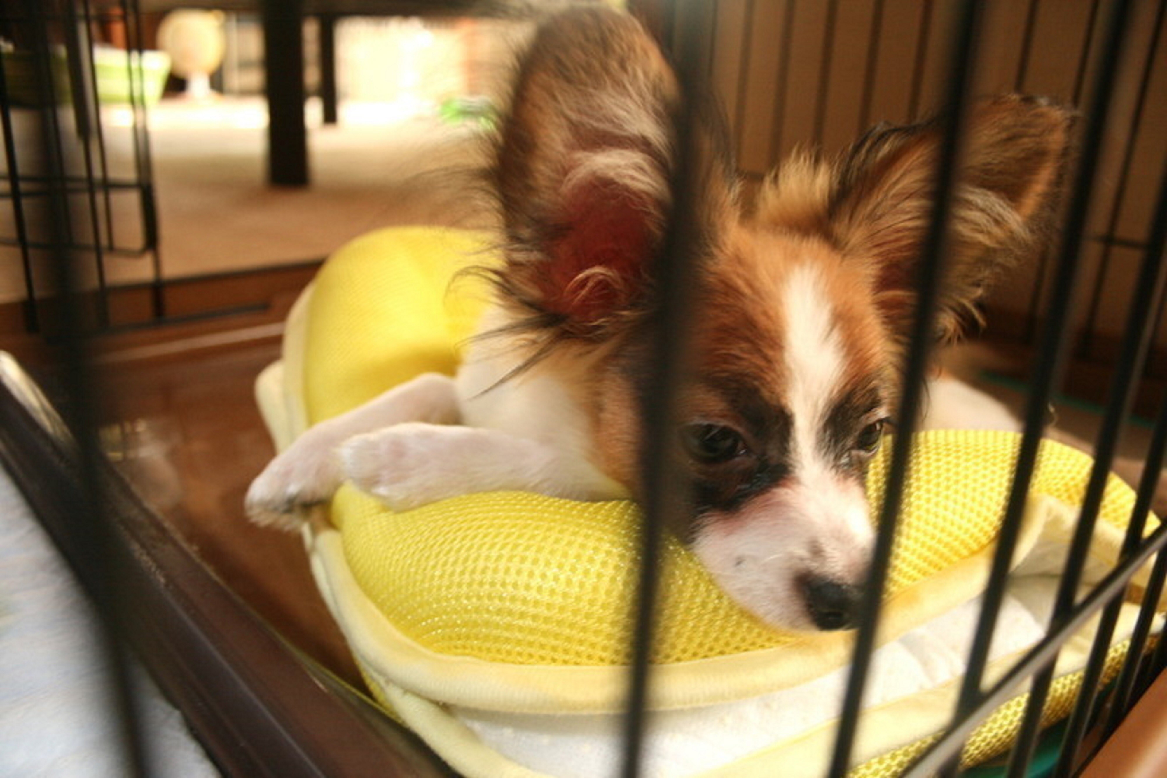 犬の目の周りが茶色い？ 「涙やけ」のケア方法 [犬] All About