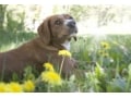 犬の葬儀・葬式の仕方とは……ペット火葬の方法などを解説