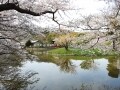 お花見は鎌倉で！鎌倉のオススメ桜の名所 ベスト10【2019年】