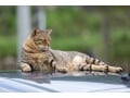 猫の車嫌いをどうする？ドライブに慣れさせる方法