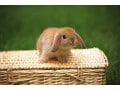 うさぎの衣替え「換毛」について解説！ 気をつけることは？
