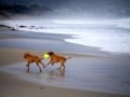 やってみたい！犬と一緒の田舎暮らし