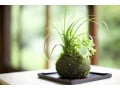 盆栽の剪定の仕方……お手元の盆栽を形良く整えるためには？