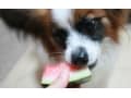 犬の熱中症対策におすすめ食べ物！水分補給にも使える夏食材ベスト5