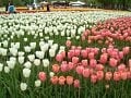 カラフルな花満載！となみチューリップフェア【富山】