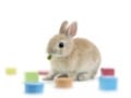 うさぎと遊ぶ！ オススメのコミュニケーションアイテム6選