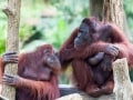 シンガポールの３大動物園おすすめオプショナルツアー