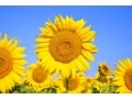 夏に聞きたいピアノ曲選！納涼効果にも？
