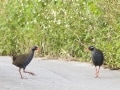 沖縄、ヤンバルクイナに会える森のホテル