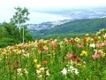 絶景！ 北海道・小樽のオーンズ春香山ゆり園