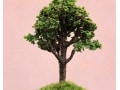ヒノキの盆栽作り！存在感のある大木に見える作り方