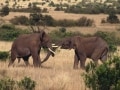 生で見たい！ サファリの野生動物ビッグ5／ケニア
