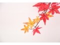 紅葉に関する英語表現！「もみじ」や「紅葉がり」を説明するには