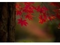紅葉も背景が大事？ 人と差を付ける紅葉撮影のコツ