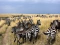 動物たちの楽園！マサイマラ国立保護区案内