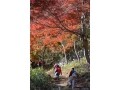 埼玉・飯能は紅葉の宝庫！おすすめ絶景スポット5つ