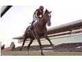 ファンのメッセージから探す、有馬記念の好きな馬