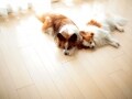 住宅を改修したときの確定申告 2015年申告版