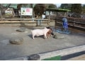埼玉県の食と健康のユートピア「サイボクハム」