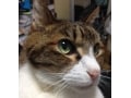 iPhoneで猫を撮るコツ