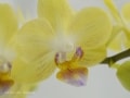 【生活彩るカメラ術7】蘭に学ぶ花の撮り方