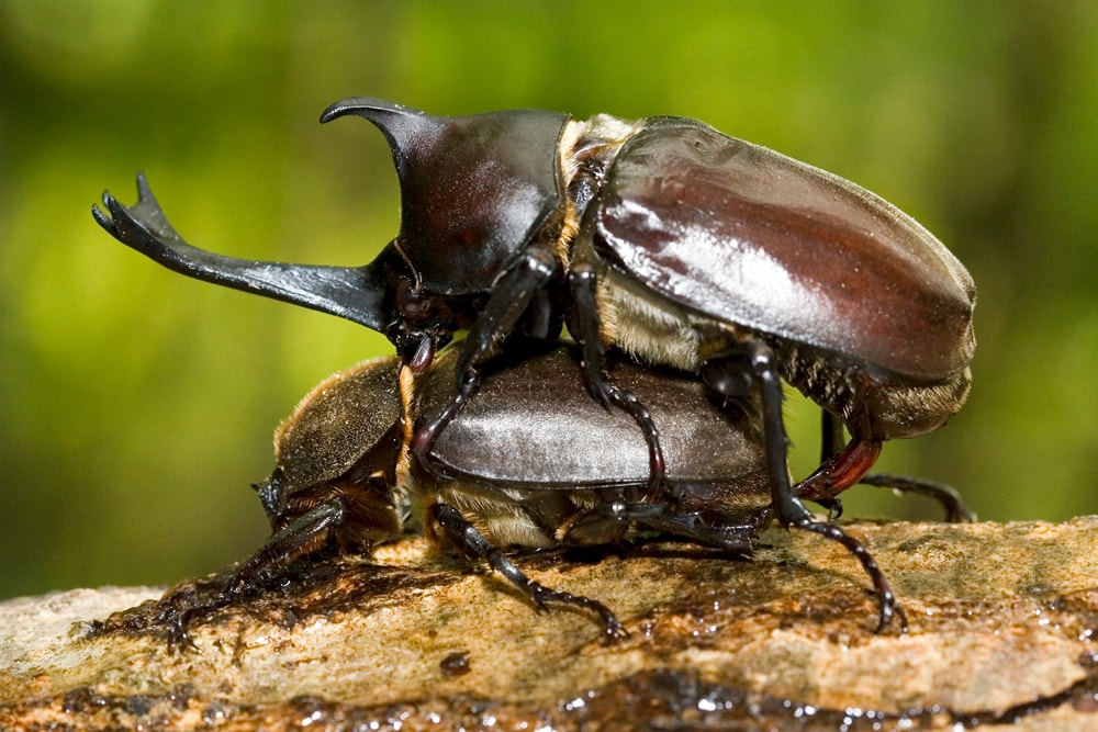 カブトムシのいる木の見つけ方！捕まえ方コツ・木の種類・道具