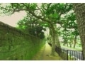 都心に近いリゾート地「大磯」の最新不動産事情