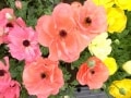 花をめぐる旅！宮崎産の花おすすめベスト3